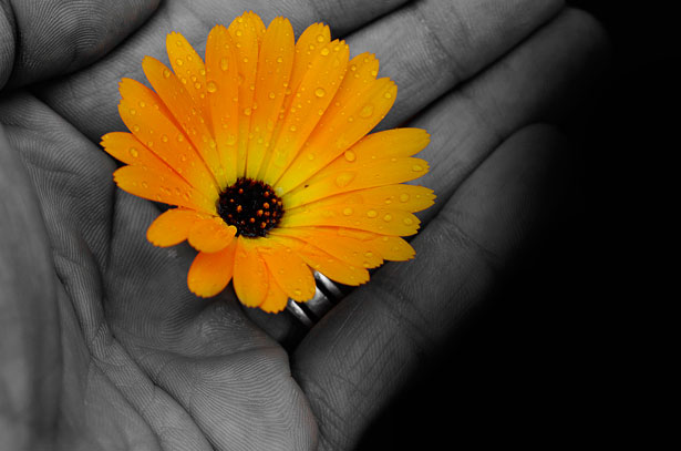 flower-in-the-hand