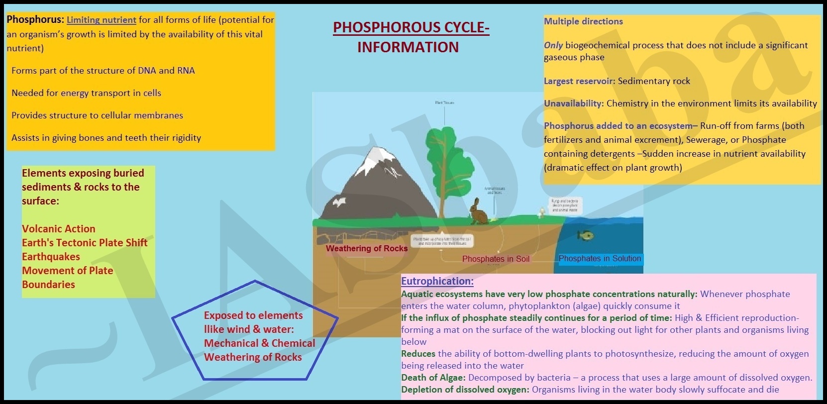 Phosphorous Cycle Info