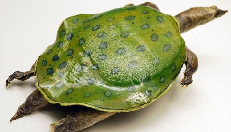 Indian Peacock Softshell Turtle Rescued Iasbaba 