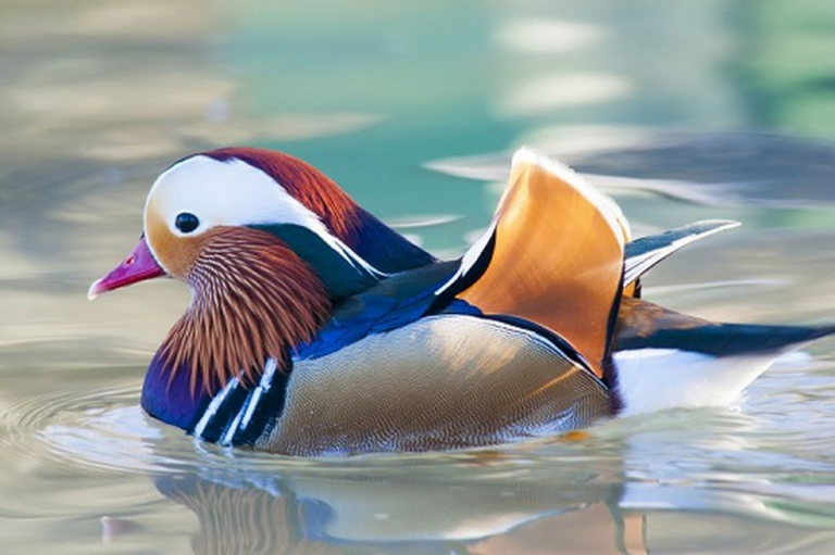 Mandarin Duck | IASbaba