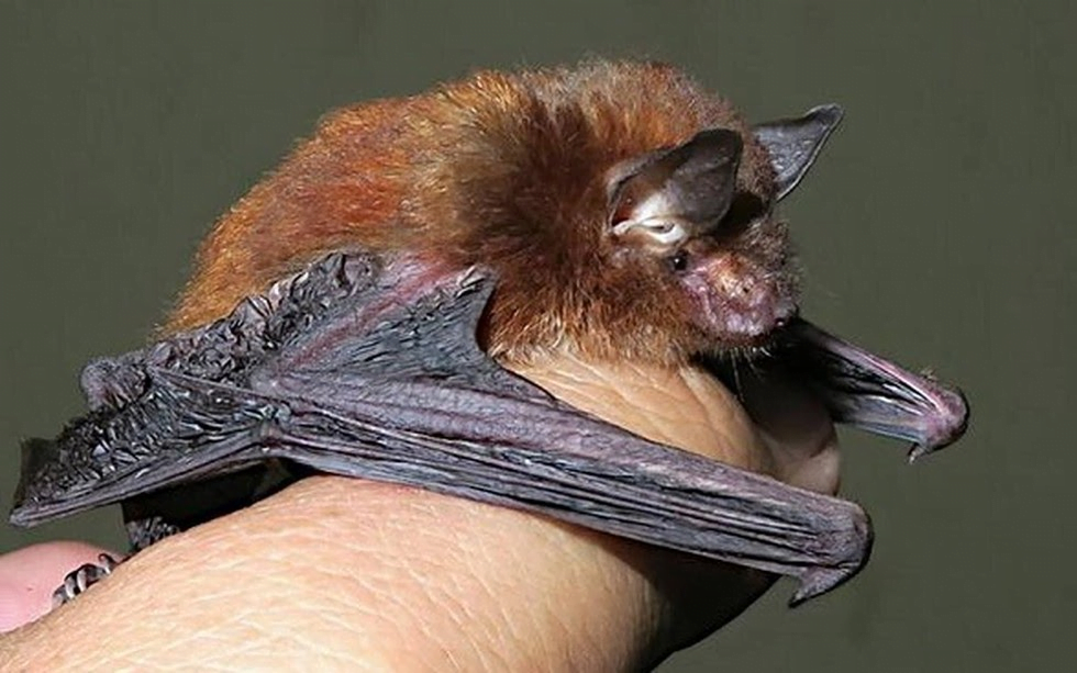 Meghalay yields India’s first bamboodwelling bat IASbaba