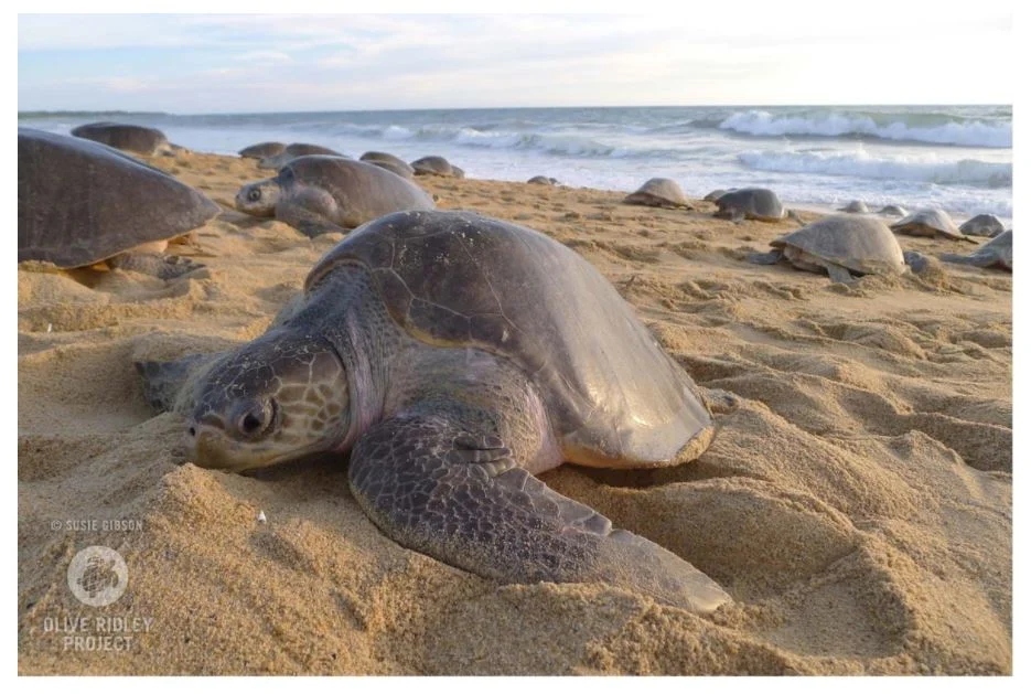 Operation Oliva for Olive Ridley Turtles | IASbaba