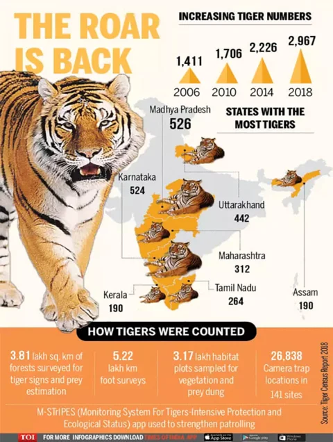 Amur Tiger Poster Print / Infographic