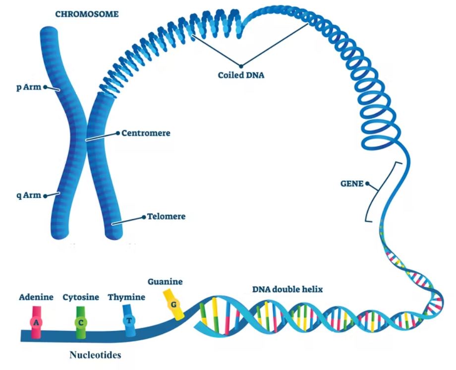 The Human Genome Project IASbaba