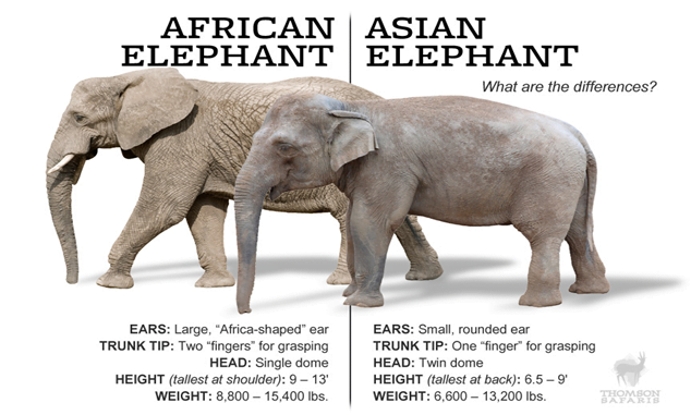 Asian Elephant Vs African Elephant