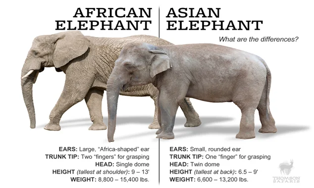 Elephant Conservation | IASbaba