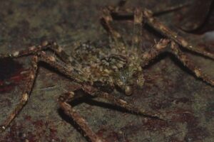 Six spider species discovered | IASbaba