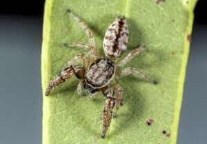 Six spider species discovered | IASbaba