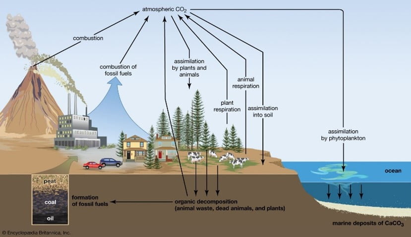 Additional Carbon Is Stored In The Ocean