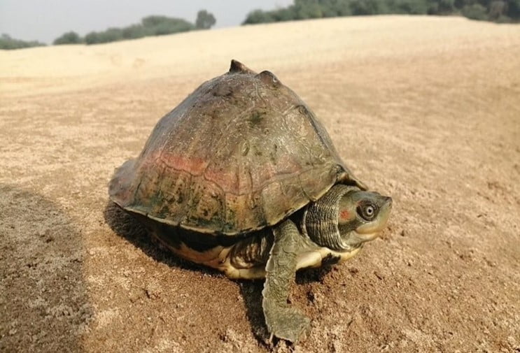 The Red Crowned Roofed Turtle And Leiths Soft Shell Turtle Iasbaba 