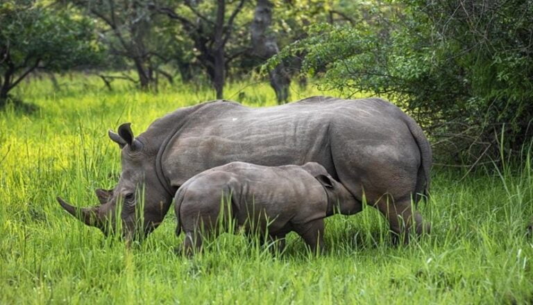 Southern white rhino | IASbaba