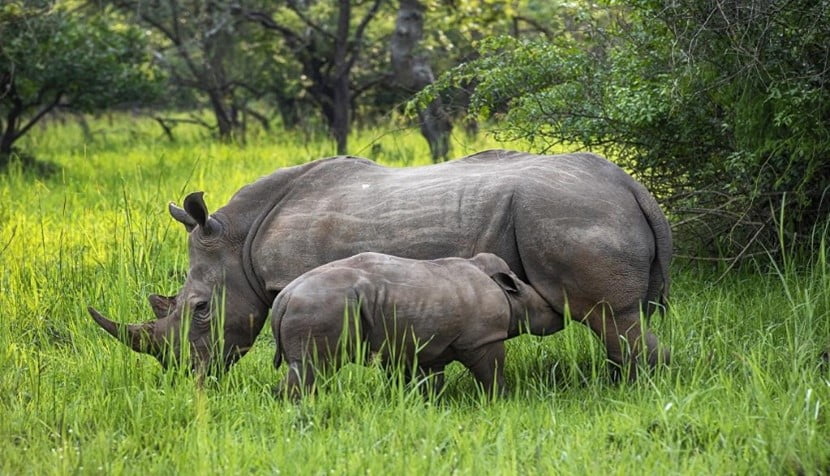 Southern white rhino | IASbaba