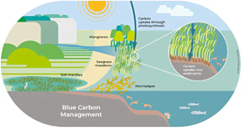 India's Blue Carbon Potential