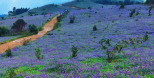 Neelakurinji | IASbaba